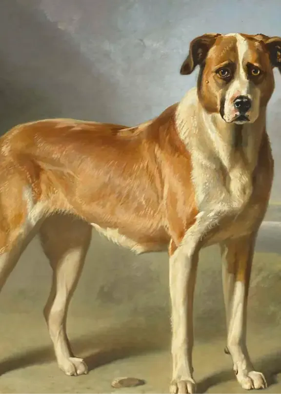 Home Pet Portrait.webp