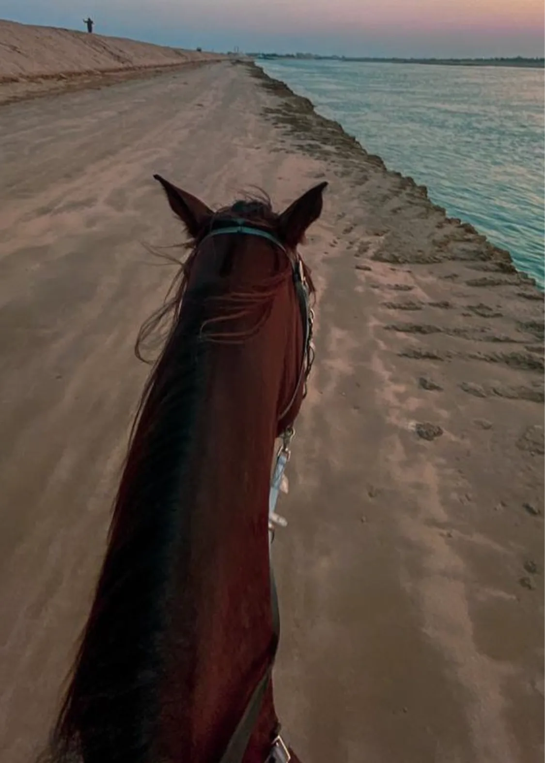Morning Beach Horse Riding Experience.webp
